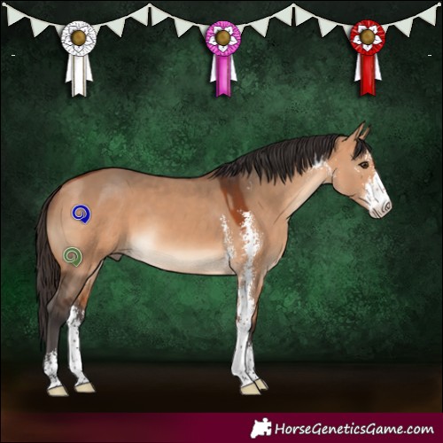 Horse Color:Bay Dun Sabino 