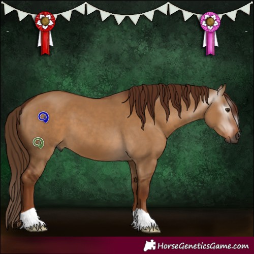 Horse Color:Gray Red Dun 