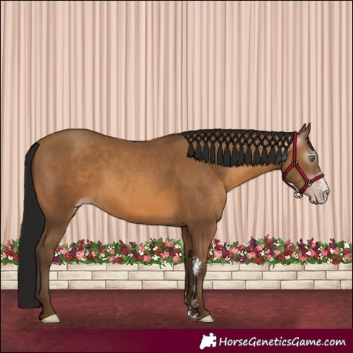 Horse Color:Gray Amber Champagne Sabino 