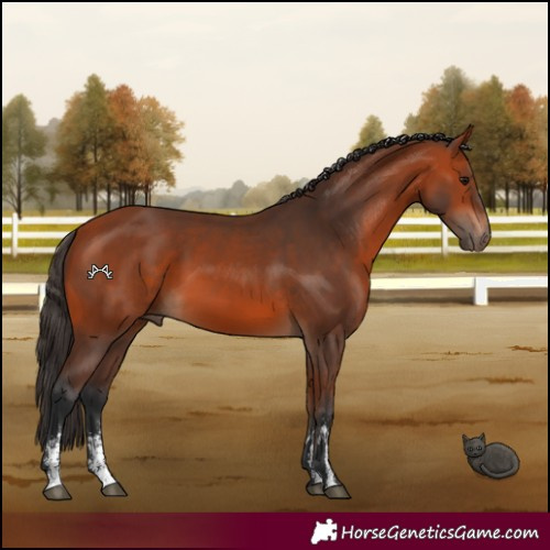 Horse Color:Bay Sabino 