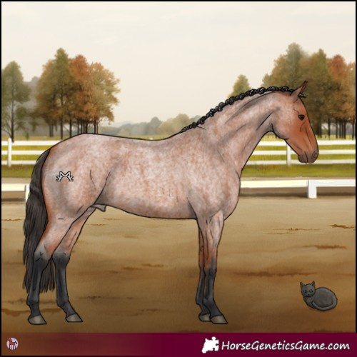 Horse Color:Bay Roan 