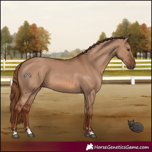 Horse Color:Red Dun 