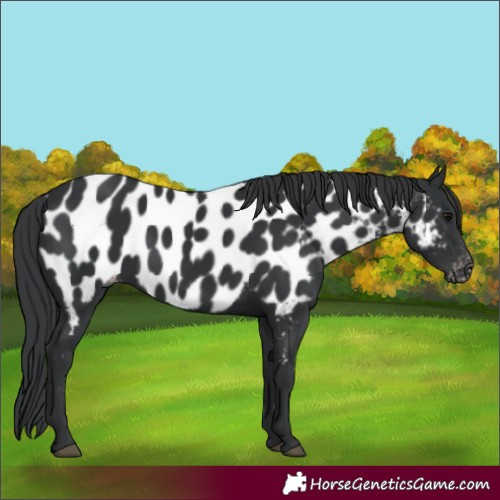 Horse Color:Black Near Leopard 