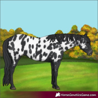 Horse Color:Black Near Leopard 