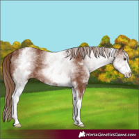 Horse Color:White Spotted Chestnut 