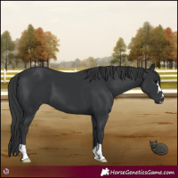 Horse Color:Black 