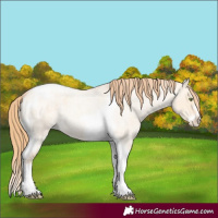 Horse Color:Gold Champagne Roan Dun Splash Tobiano Frame Appaloosa Rabicano