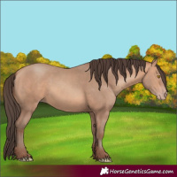 Horse Color:Amber Champagne 