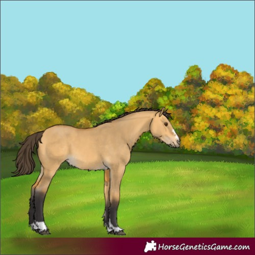 Horse Color:Buckskin Dun 