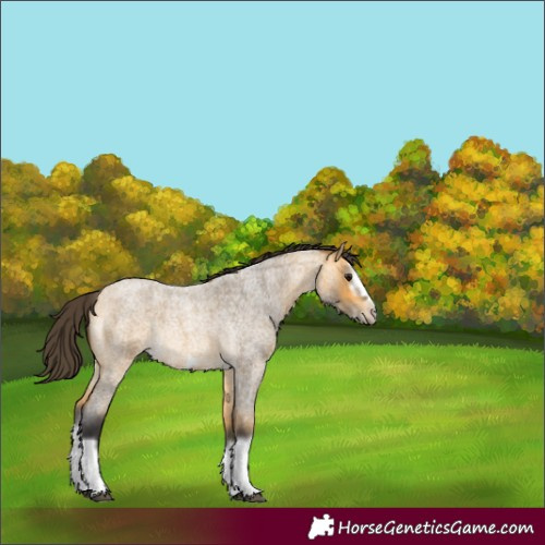Horse Color:Buckskin Roan Splash Frame Rabicano