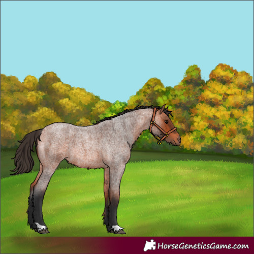 Horse Color:Bay Roan 
