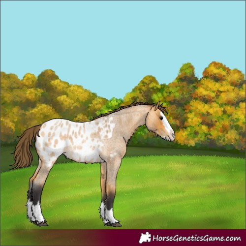 Horse Color:Buckskin Roan Splash Appaloosa Rabicano
