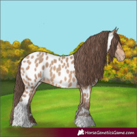 Horse Color:Amber Champagne Tobiano Near Leopard 