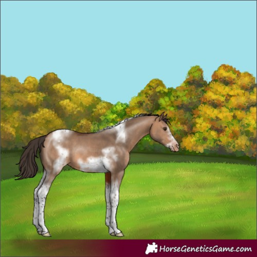 Horse Color:Bay Dun Sabino Tobiano Frame Appaloosa 