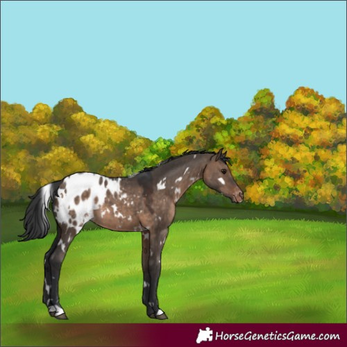 Horse Color:White Spotted Brown Dun Appaloosa 