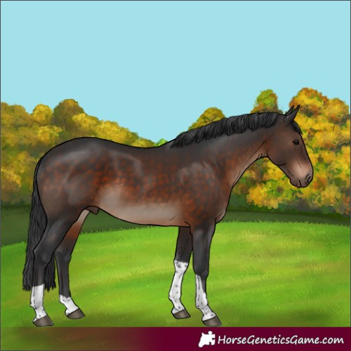 Horse Color:Brown Tobiano 