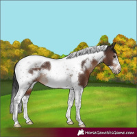 Horse Color:Brown Tobiano Frame Rabicano