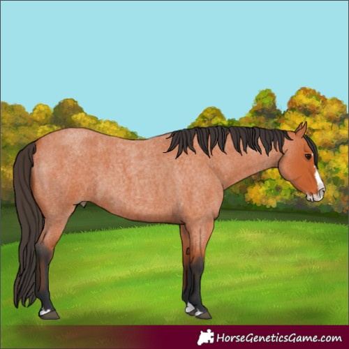 Horse Color:Bay Roan Splash 