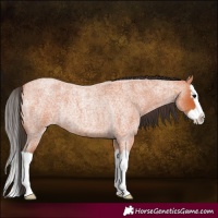 Horse Color:Bay Roan Splash Rabicano