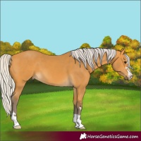 Horse Color:Silver Buckskin 