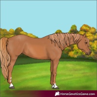 Horse Color:Chestnut 