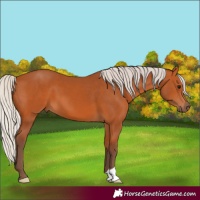 Horse Color:Silver Bay 