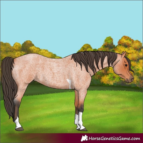 Horse Color:Bay Roan Tobiano 