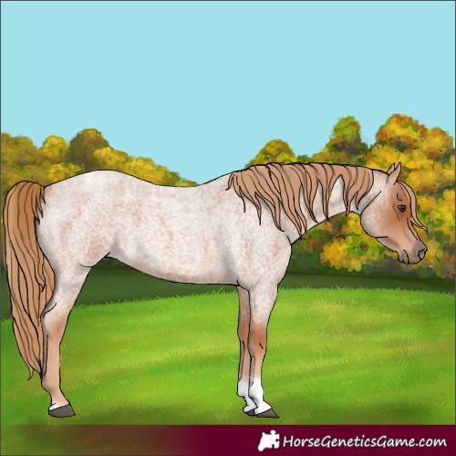 Horse Color:Red Roan Tobiano 