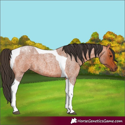 Horse Color:Bay Roan Tobiano 