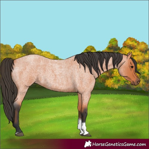 Horse Color:Bay Roan Tobiano 