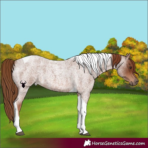 Horse Color:Red Roan Tobiano 