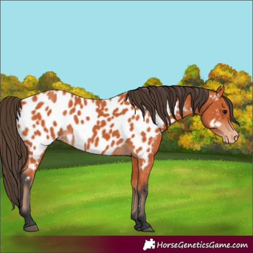 Horse Color:Bay Appaloosa 