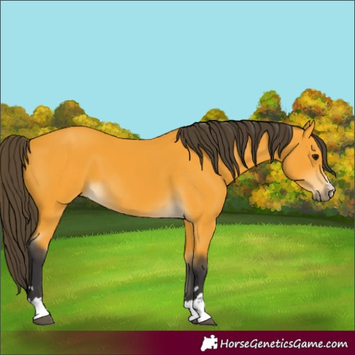 Horse Color:Buckskin 