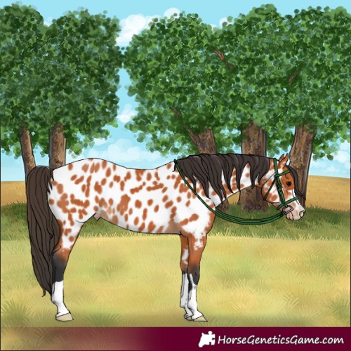 Horse Color:Bay Appaloosa 