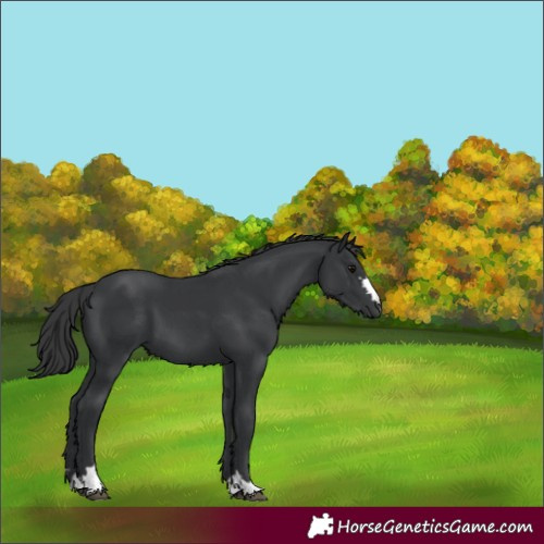Horse Color:Black 