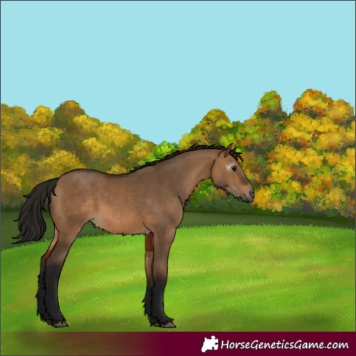 Horse Color:Gray Bay Dun 