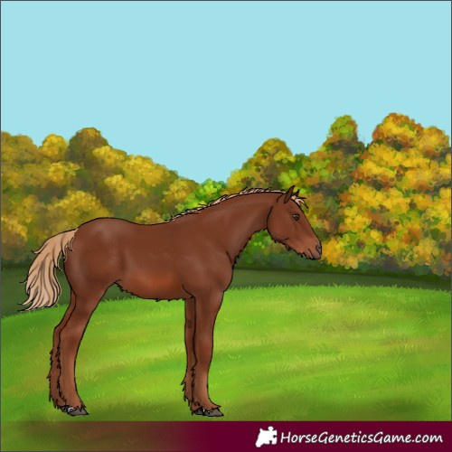 Horse Color:Chestnut 