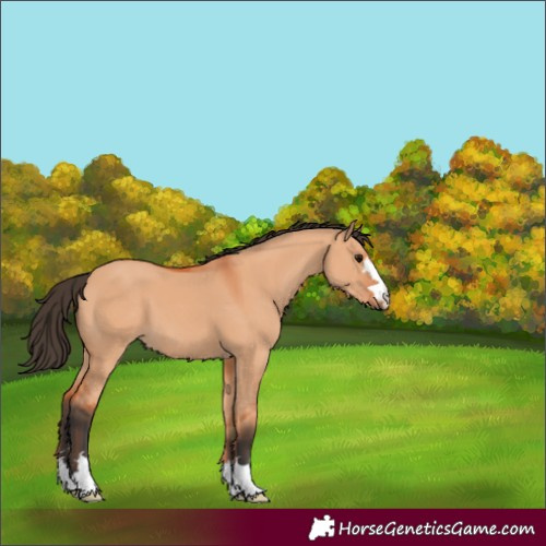 Horse Color:Bay Dun 