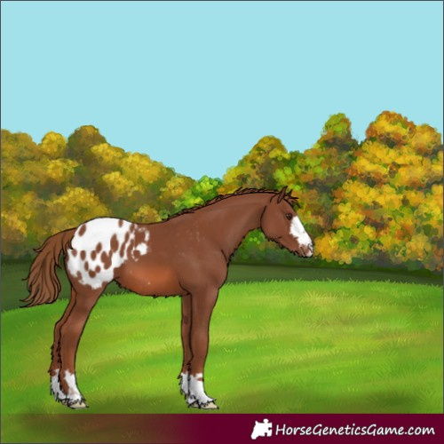 Horse Color:Chestnut Appaloosa 