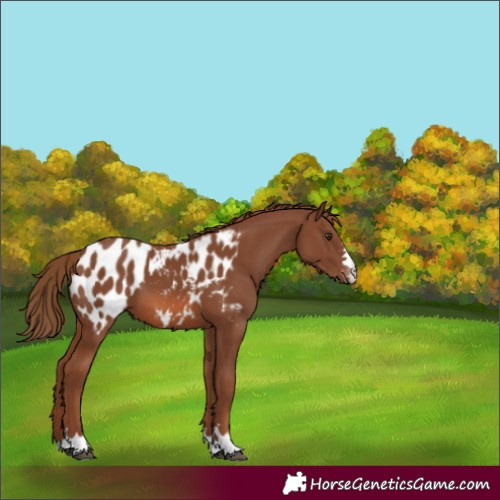 Horse Color:Chestnut Appaloosa 