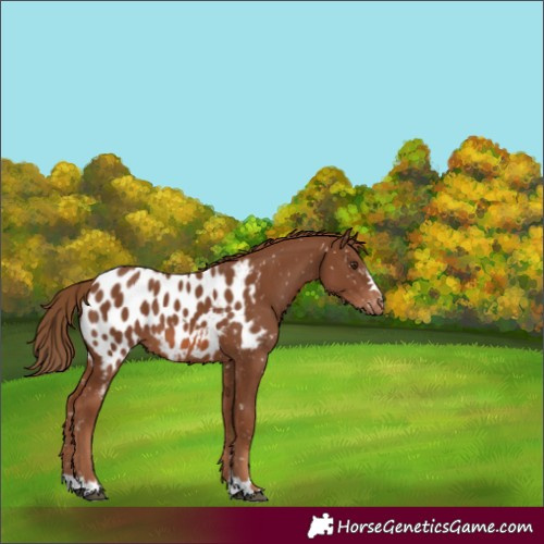 Horse Color:Chestnut Near Leopard 