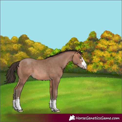 Horse Color:Amber Champagne 