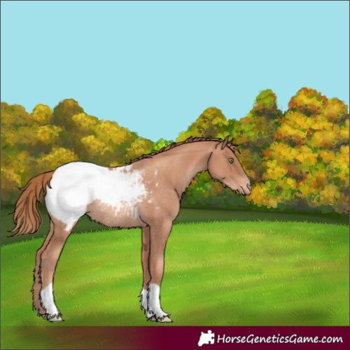 Horse Color:Gold Champagne Snowcap Rabicano 