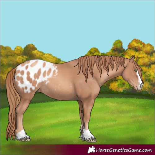 Horse Color:Gold Champagne Appaloosa Rabicano 