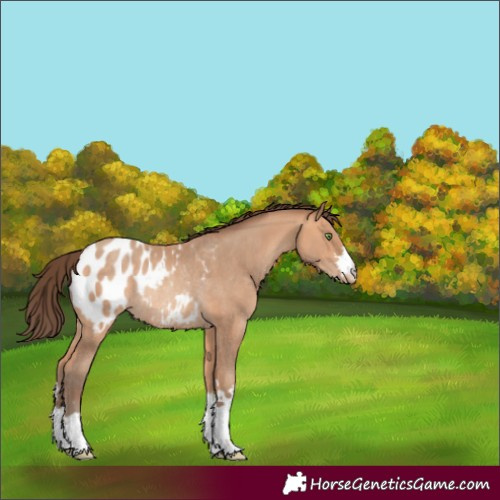 Horse Color:Amber Champagne Appaloosa Rabicano 