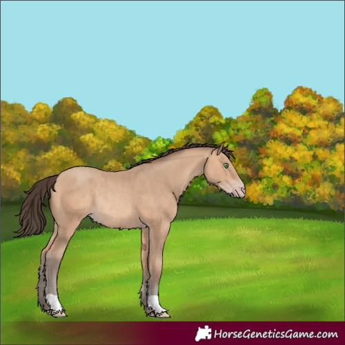 Horse Color:Amber Champagne Rabicano 