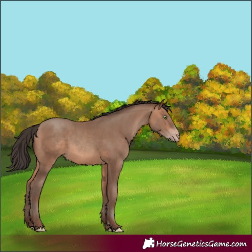 Horse Color:Sable Champagne Rabicano 