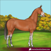 Horse Color:Bay Splash Frame  and Bay Splash Frame 