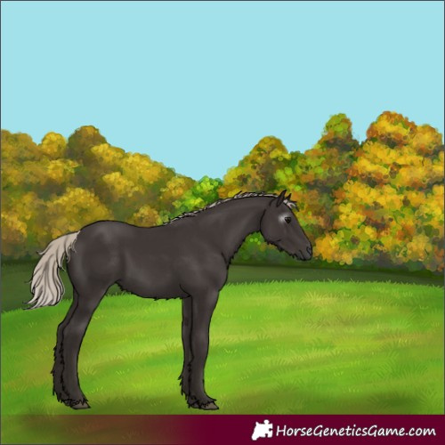 Horse Color:Gray Silver Black 