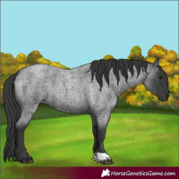 Horse Color:Blue Roan 
